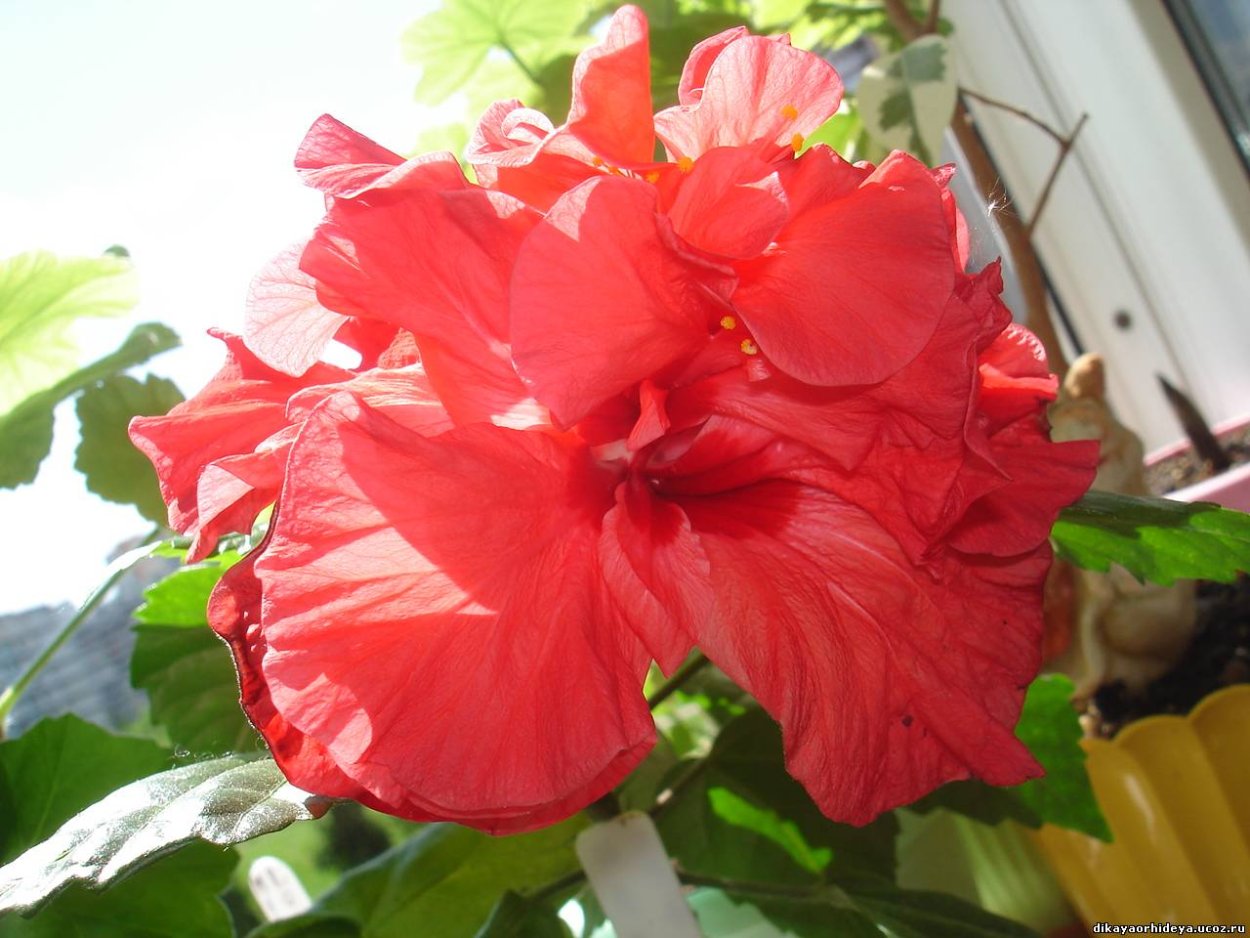 Махровая роза гибискус