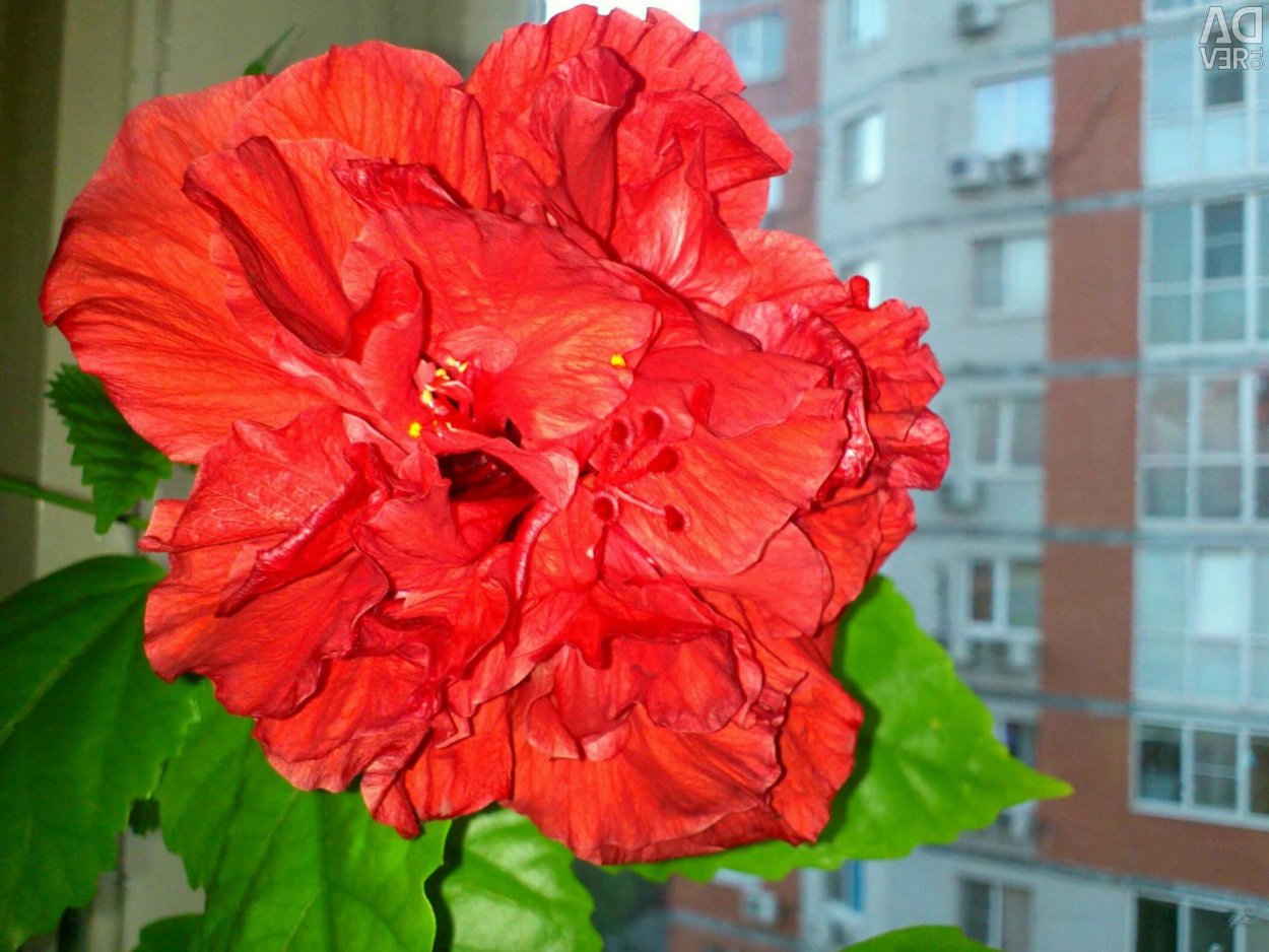 Гибискус Гамбург