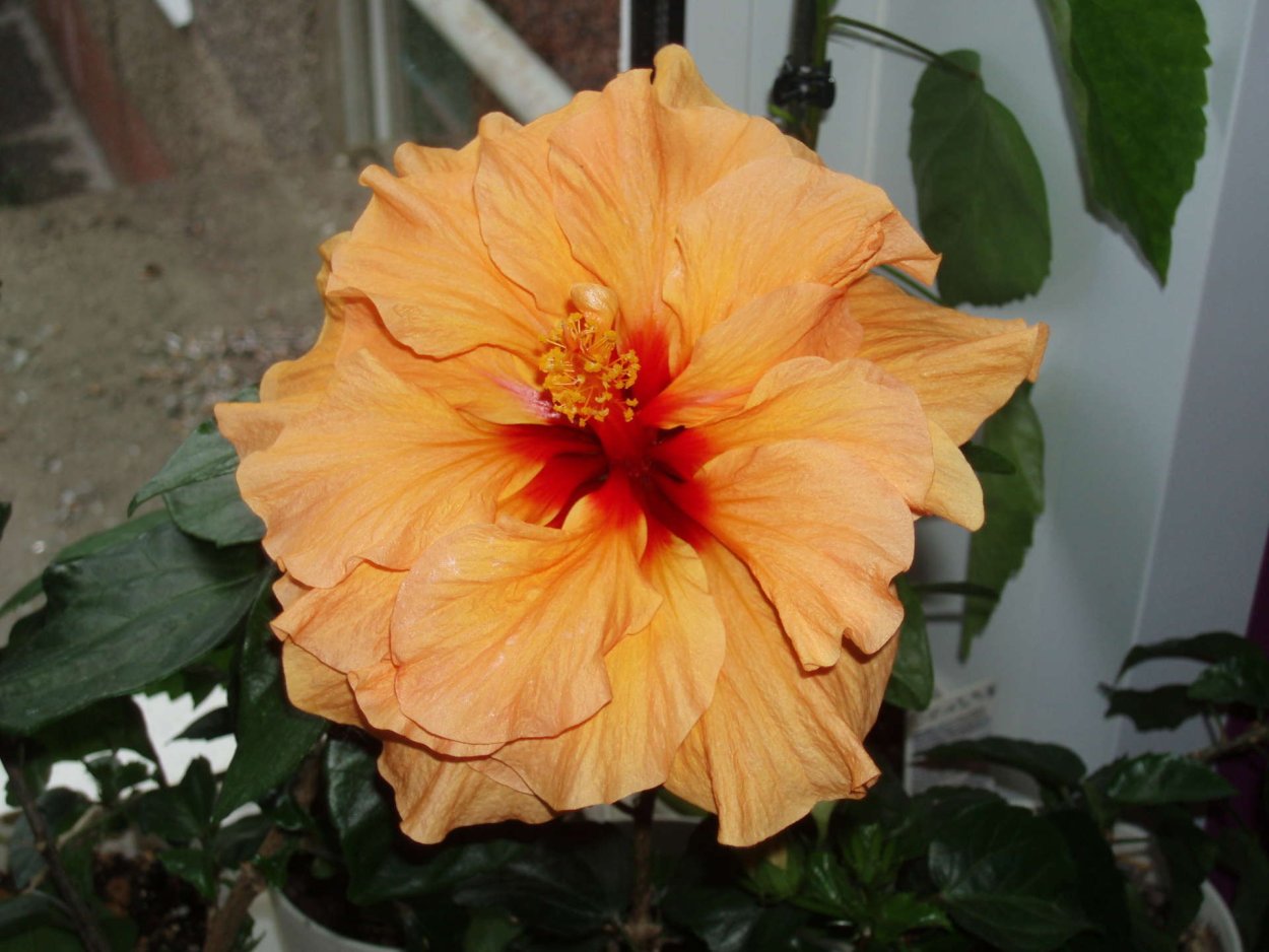 Китайская роза гибискус комнатный