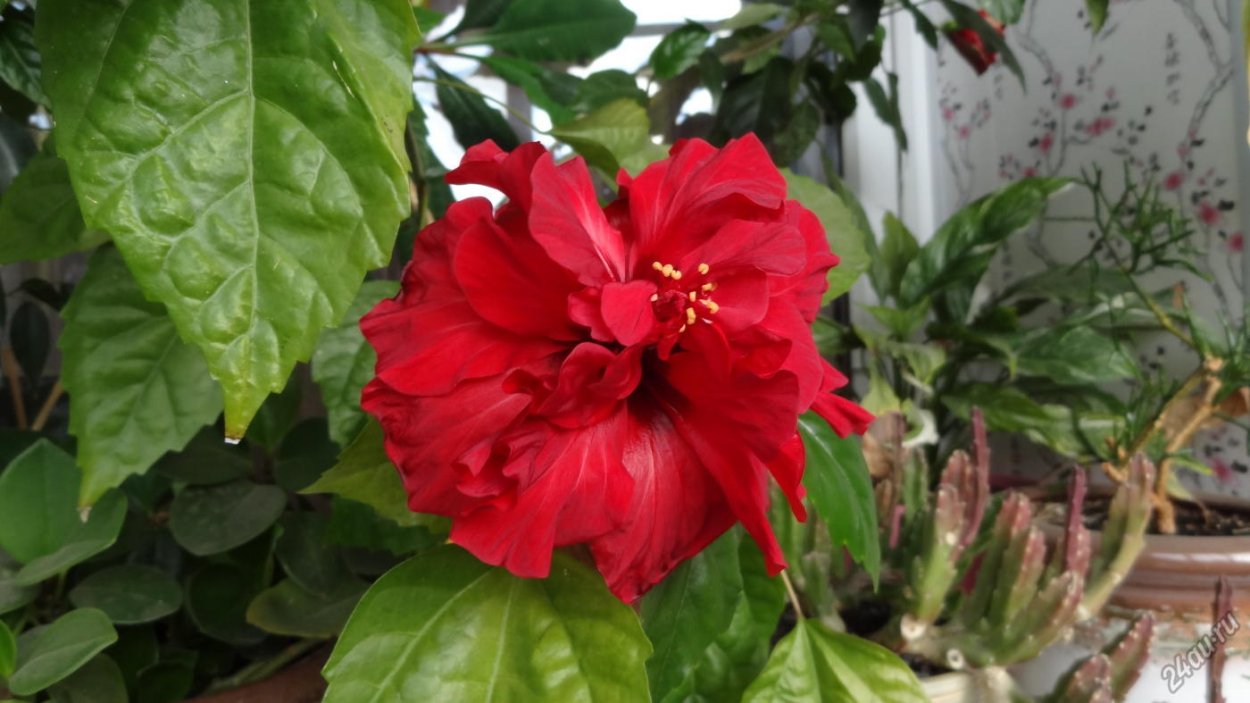 Гибискус алый немахровый