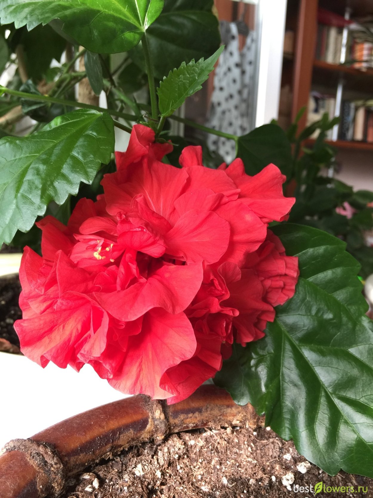 Гибискус китайская роза махровый