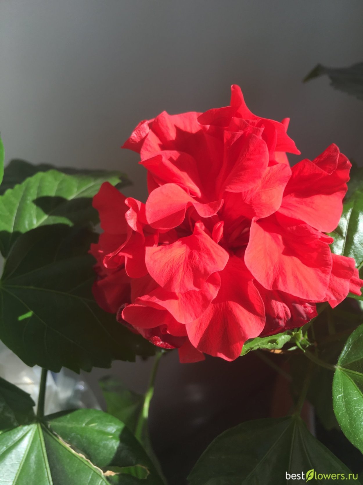 Гибискус махровый