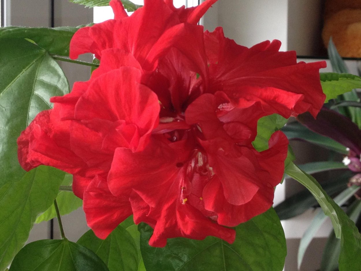 Гибискус китайский Розан