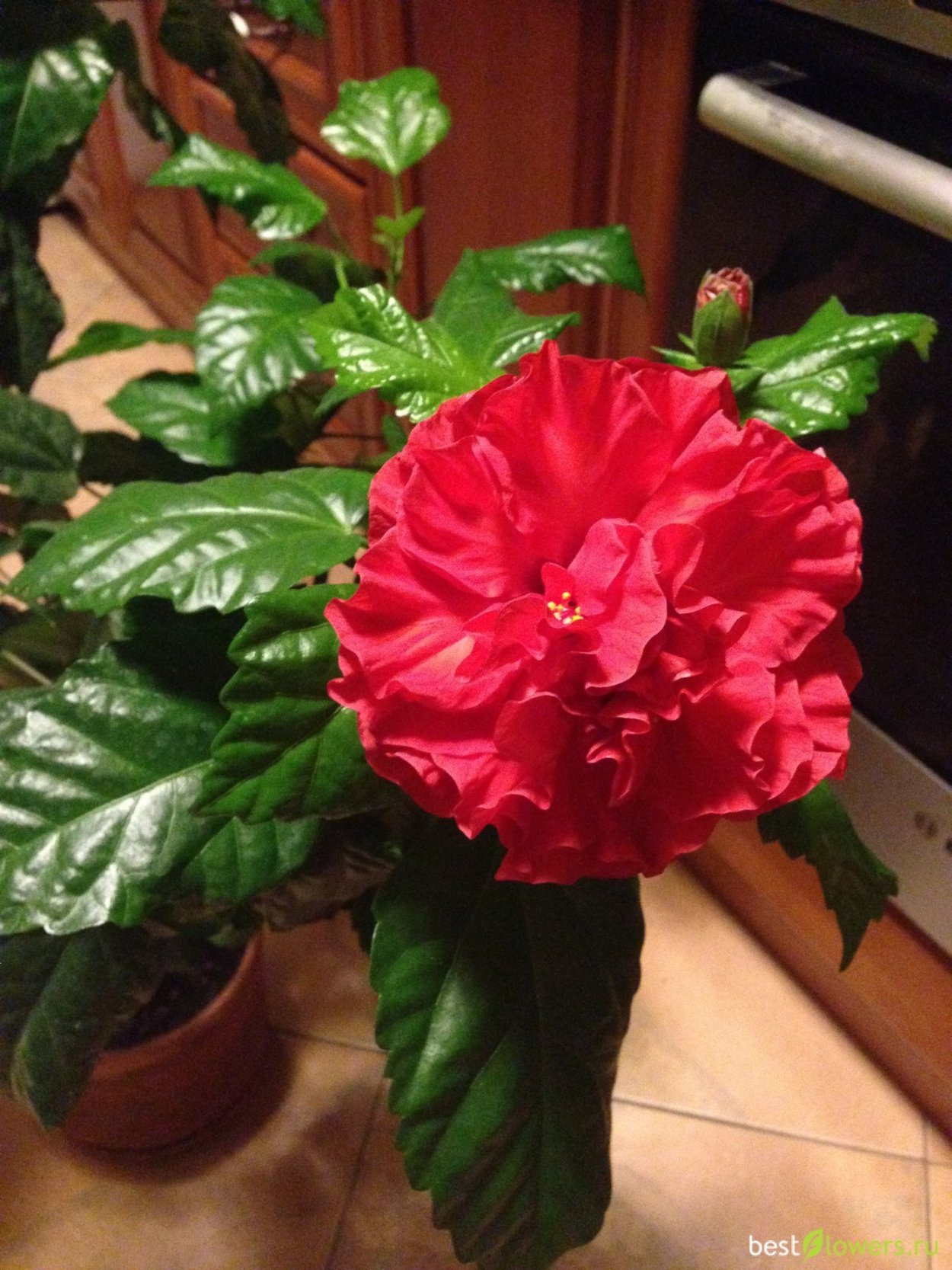 Махровая роза гибискус