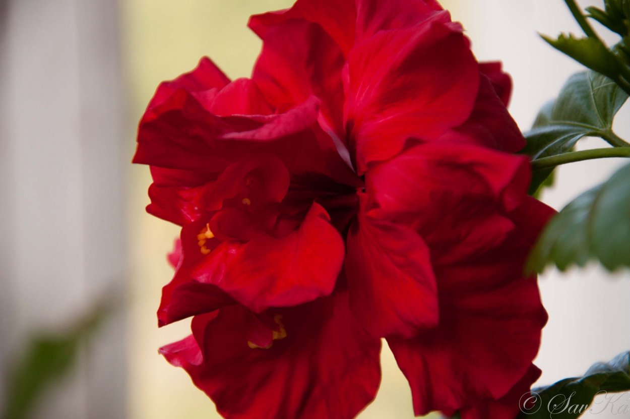 Гибискус китайский Розан