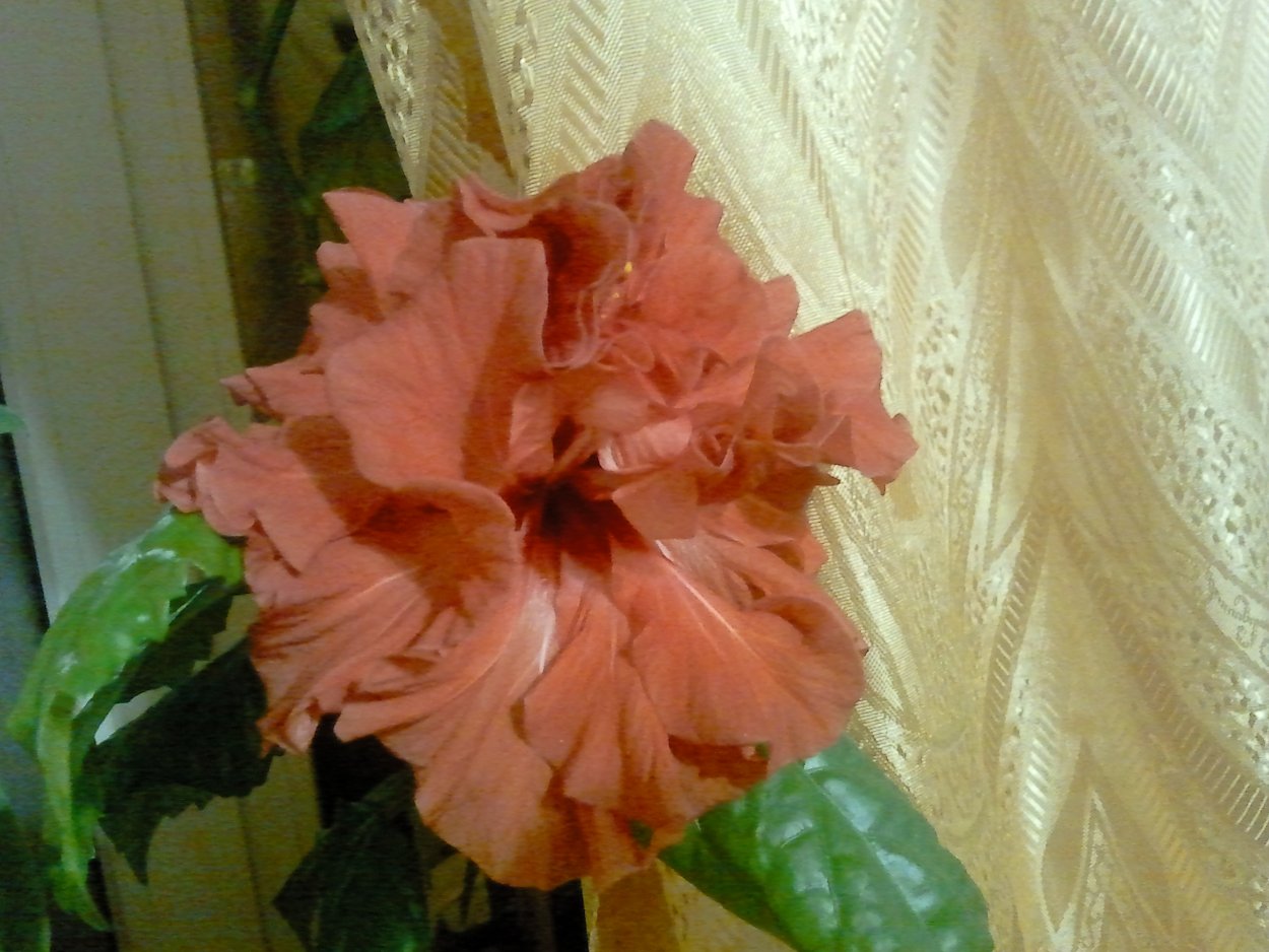 Гибискус Koenig махровый желтый