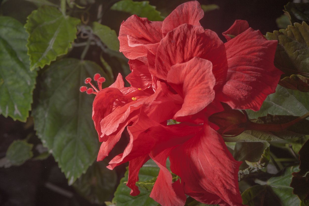 Махровые сортовые гибискусы