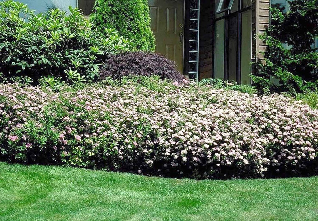 Роза почвопокровная Гарден