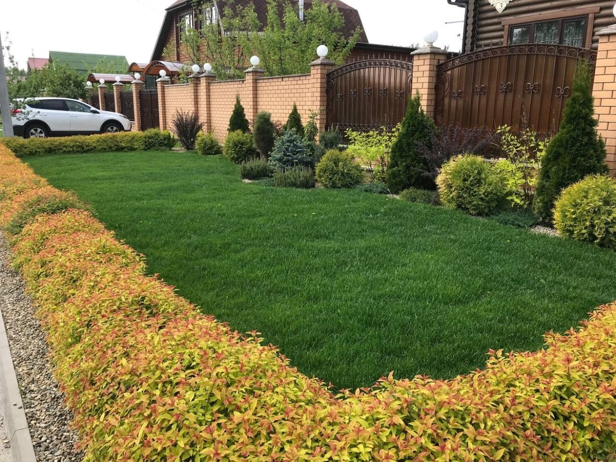 Спирея японская Голдфлейм Живая изгородь