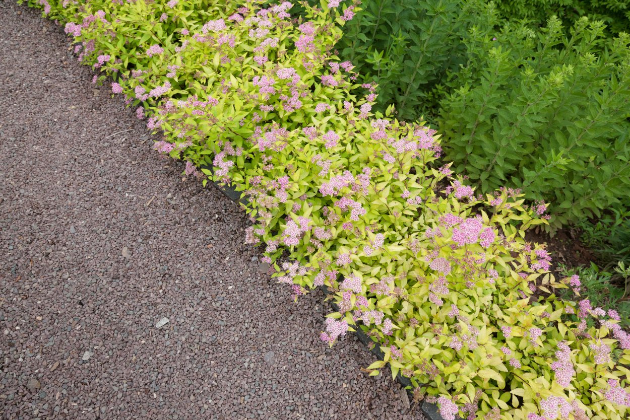 Спирея японская 'Magic Carpet'