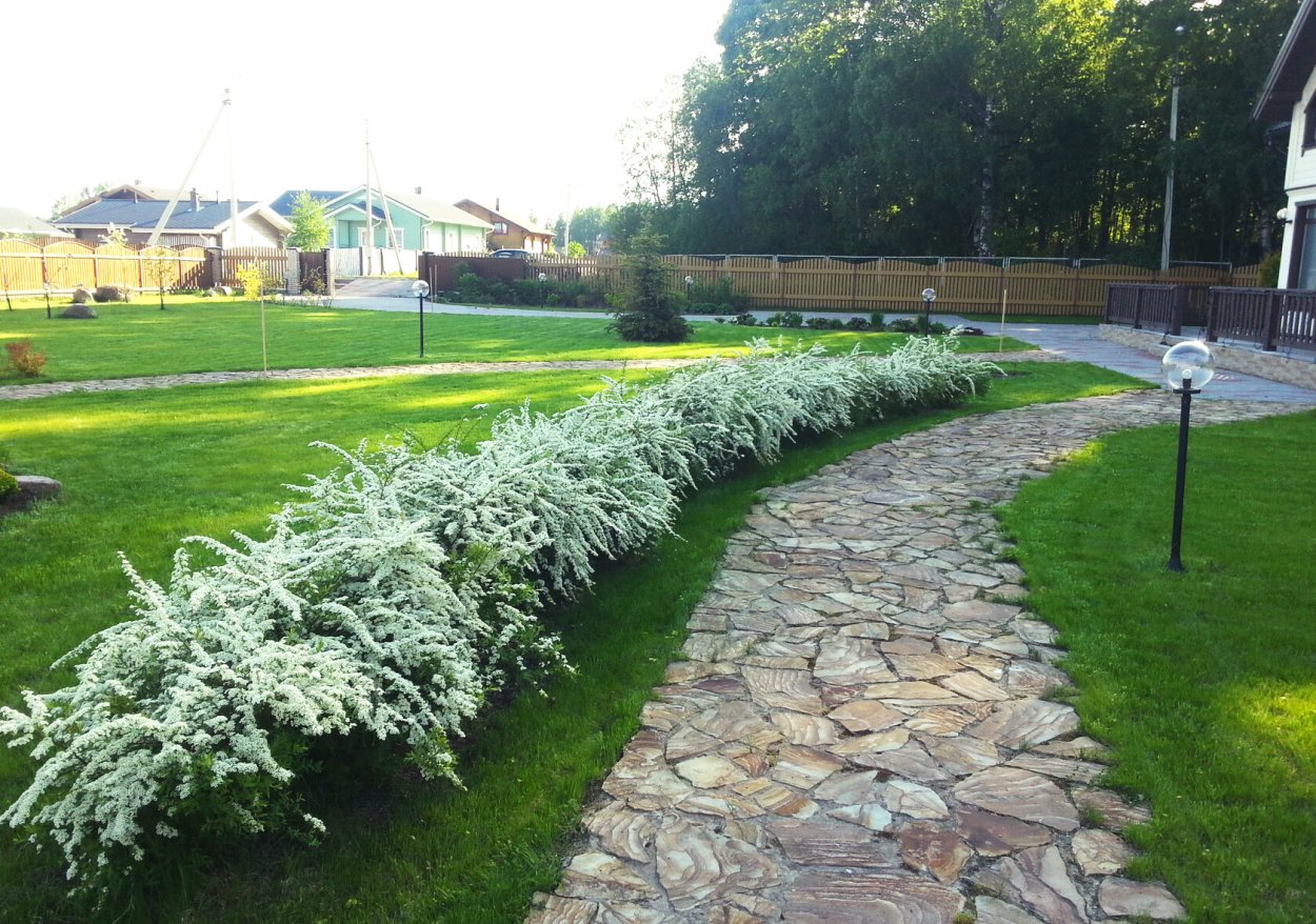 Спирея японская Голден