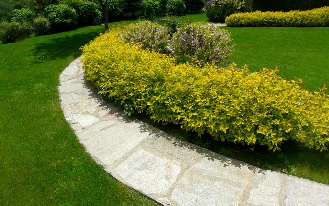 Спирея Грефшейм бордюр