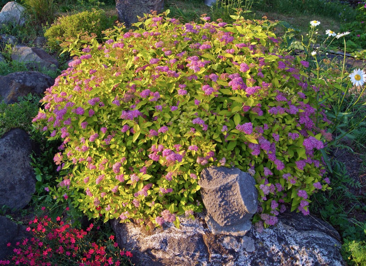 Спирея Уссурийская