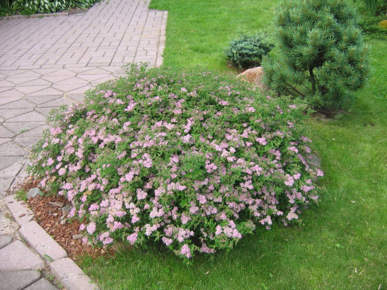 Спирея самшит