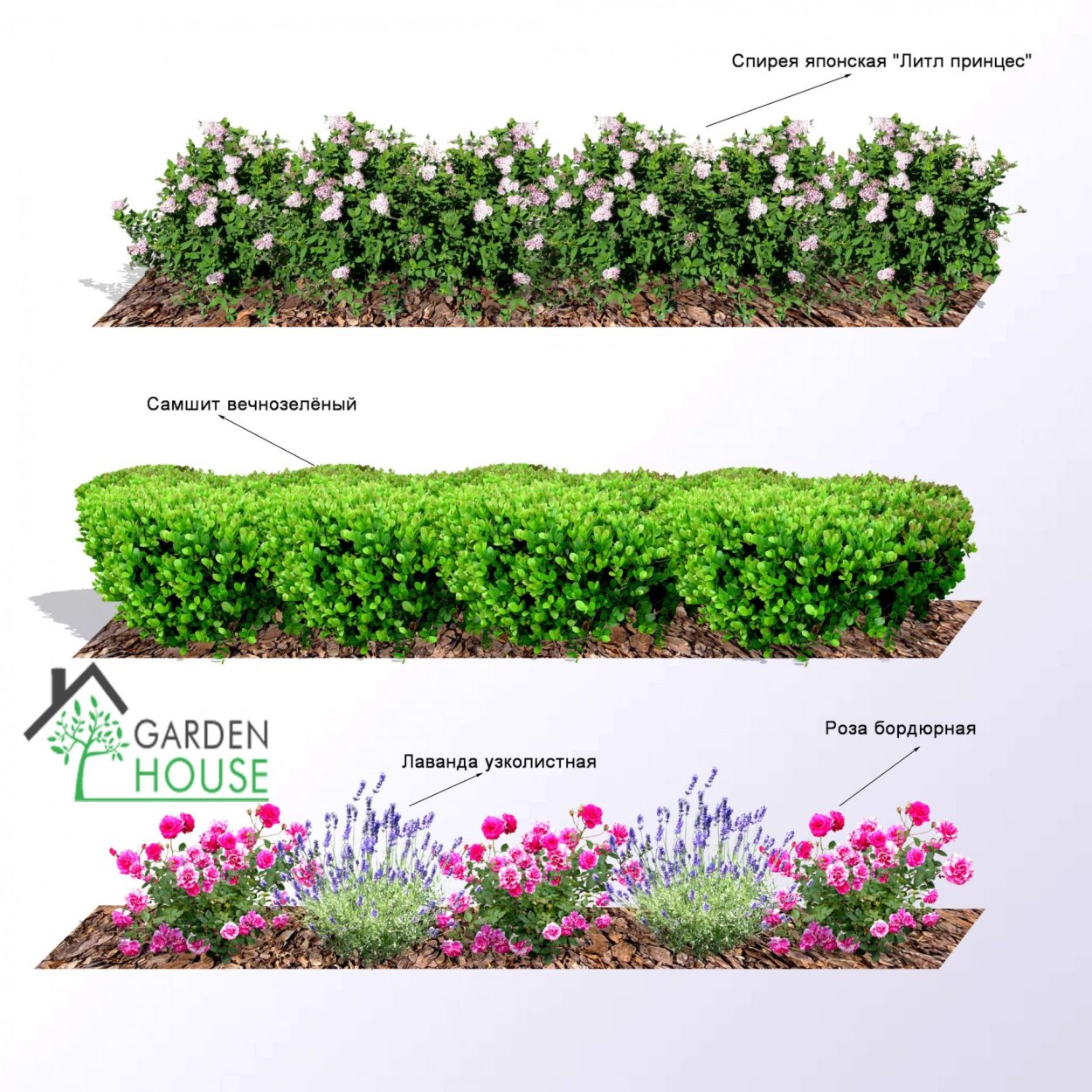 Спирея японская Manon