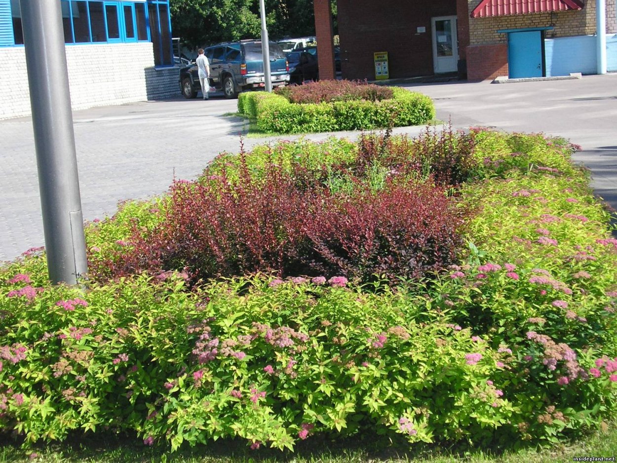 Спирея японская летнецветущая сорта