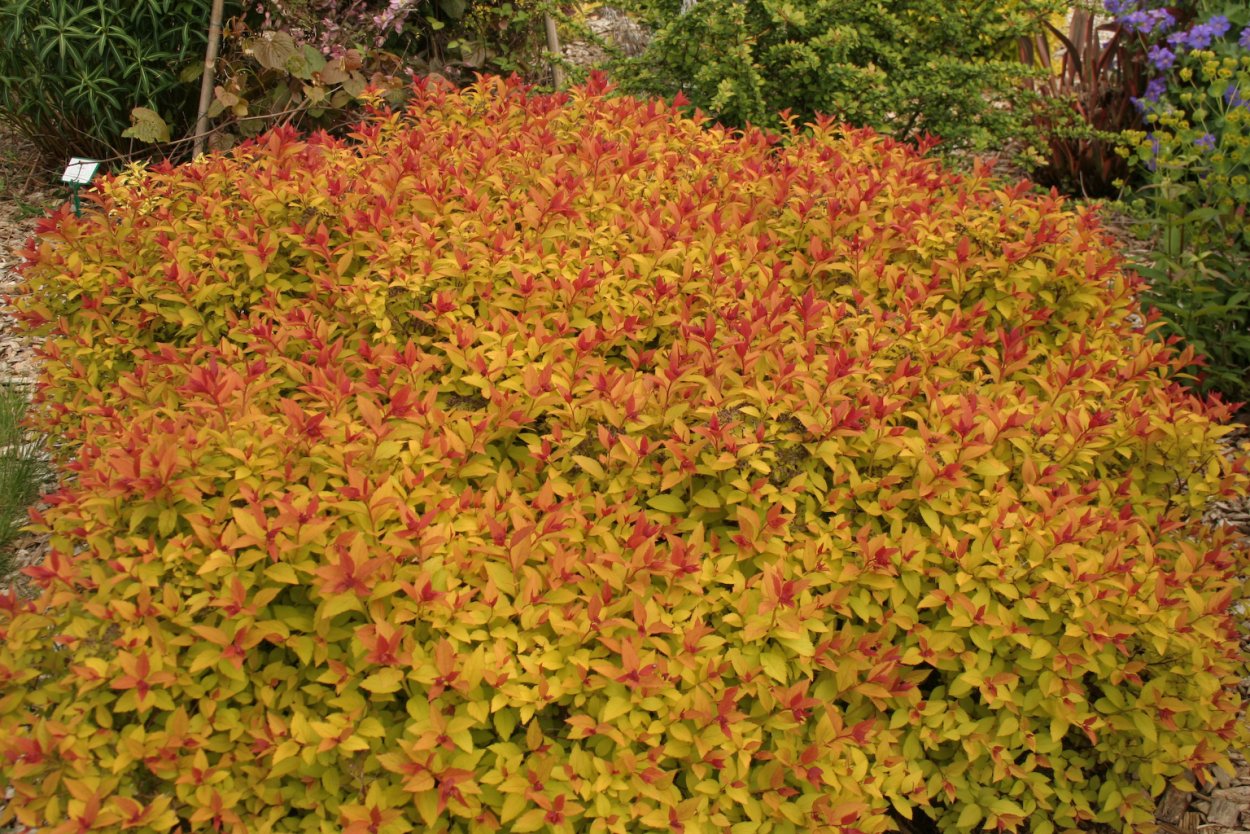 Спирея японская Дабл