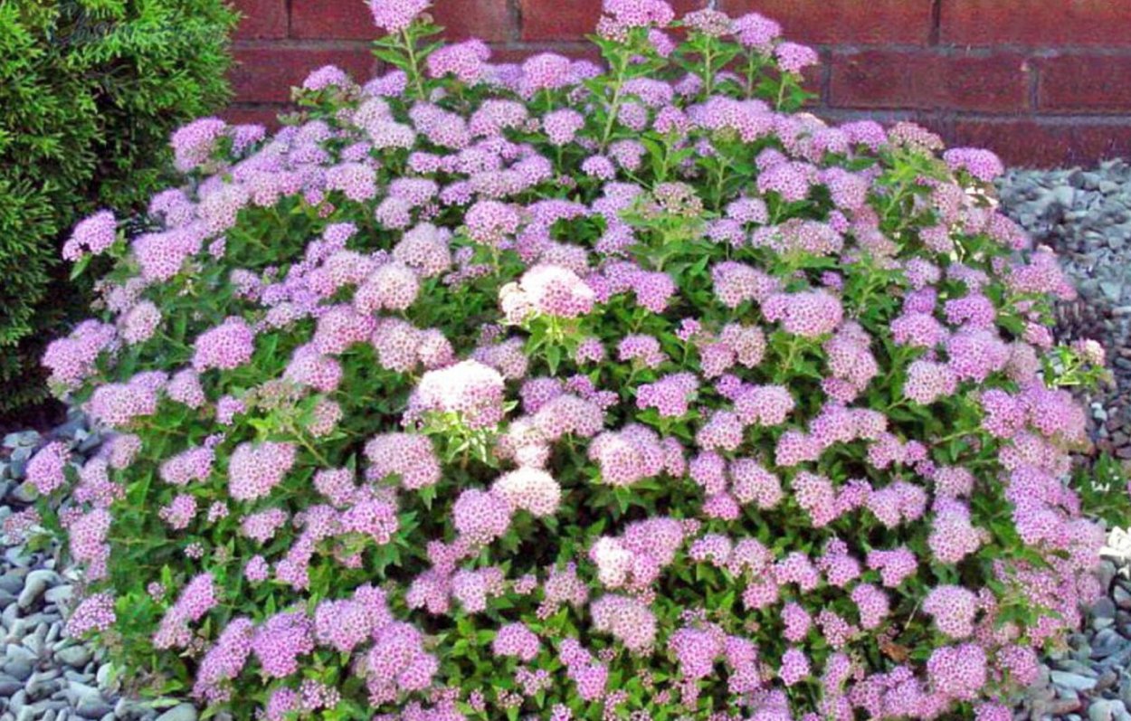 Спирея Голдфлейм бордюр