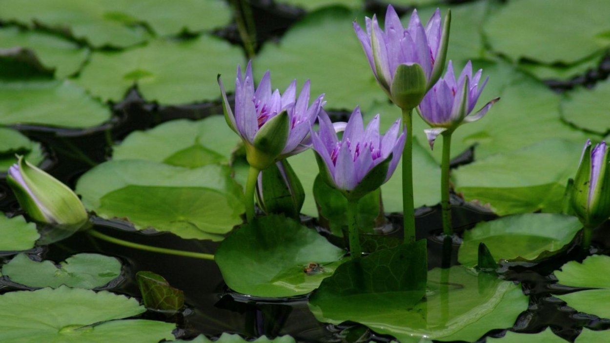 Кувшинка Болотная