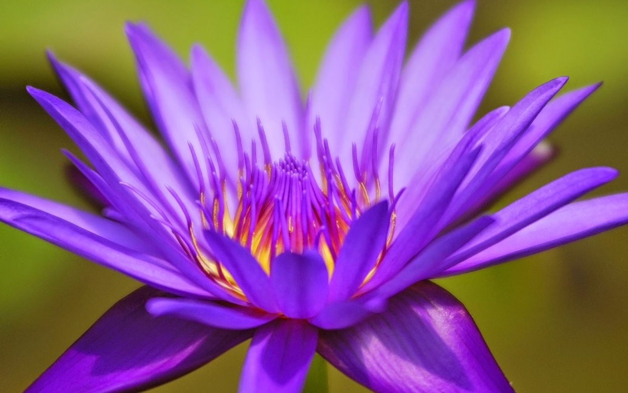 Традесканция Рео Вьюн