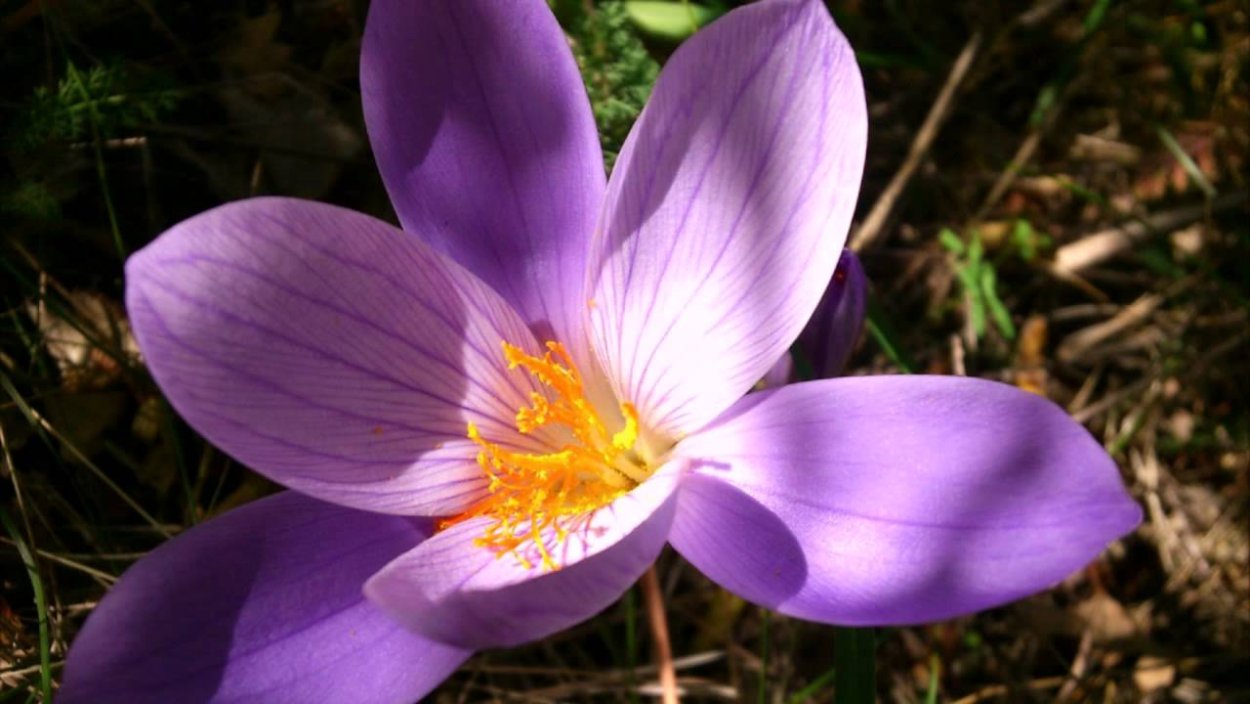 Цветы апреля месяца