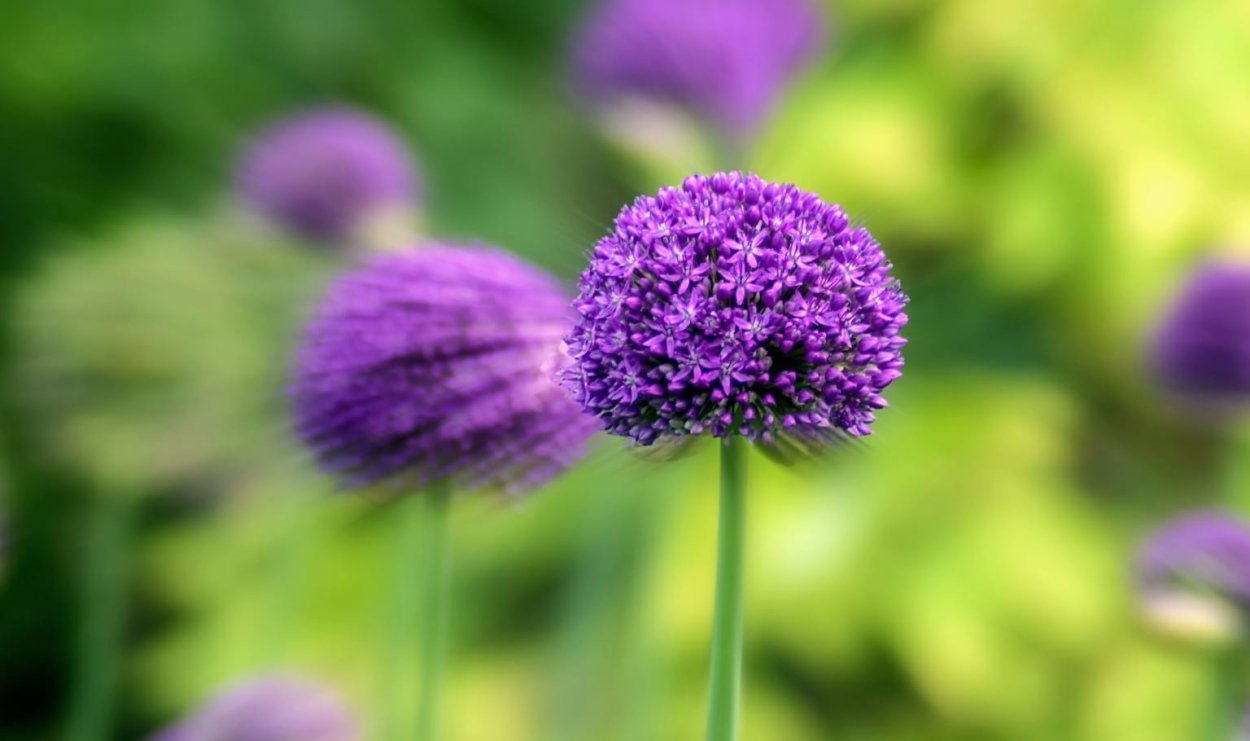 Полевой цветок фиолетовый пять лепестков