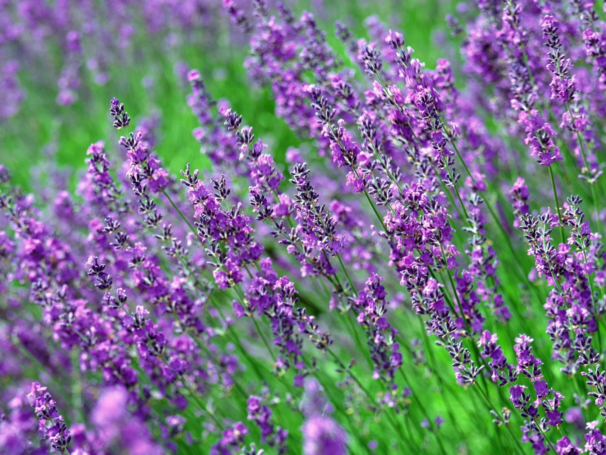 Болотные цветы сиреневые