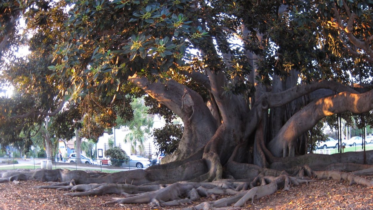 Смоковница Закхея