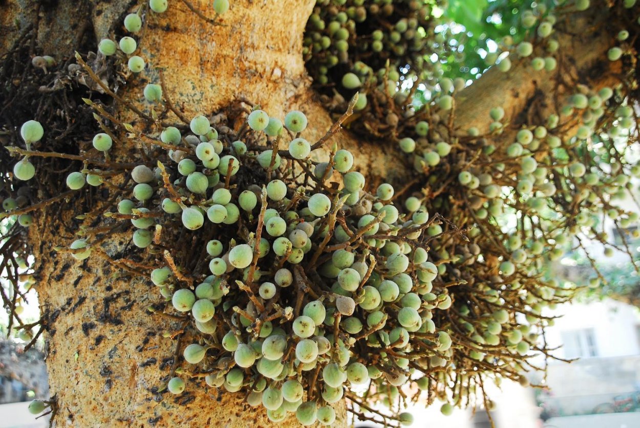 Дикий Африканский фикус