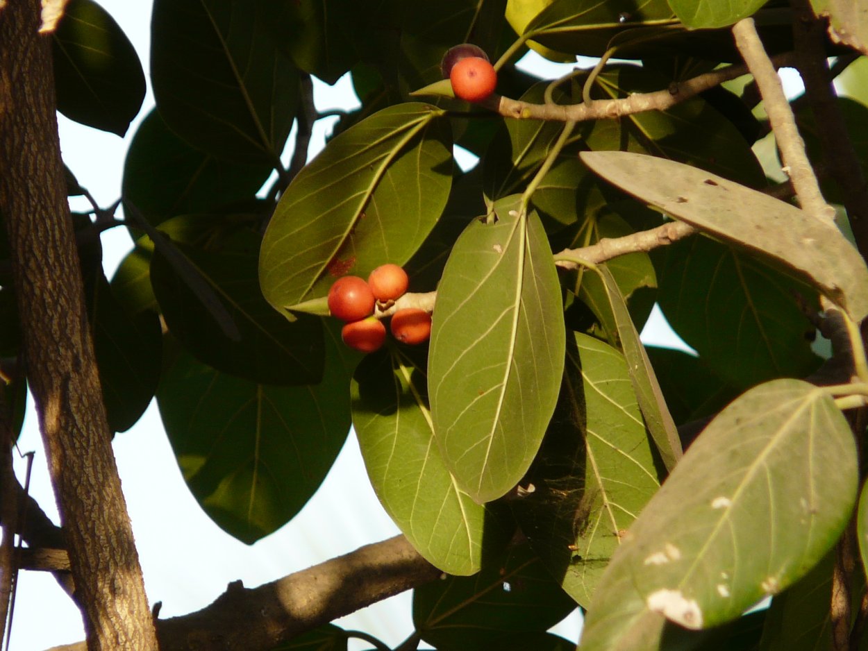 Надрезание сикомор