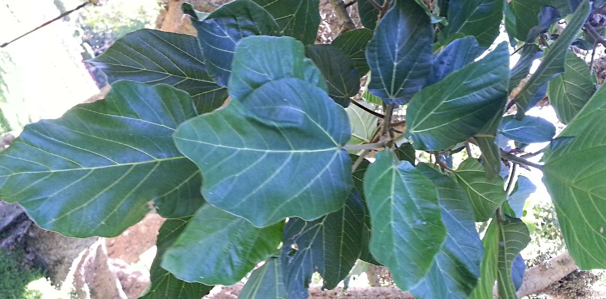 Фикус Бенджамина в магазине