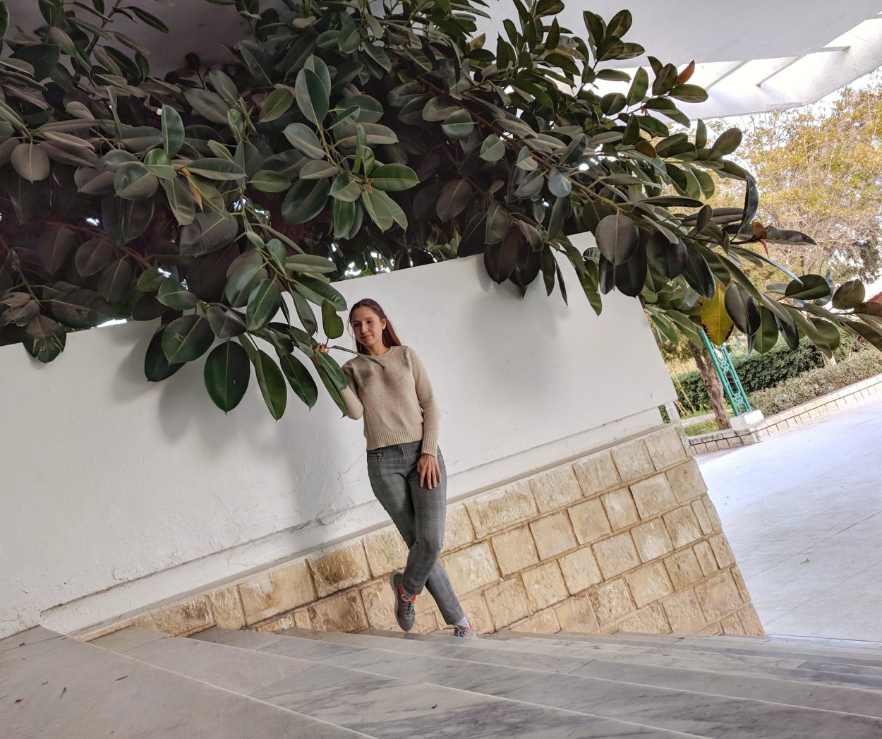 Фикус Израиль