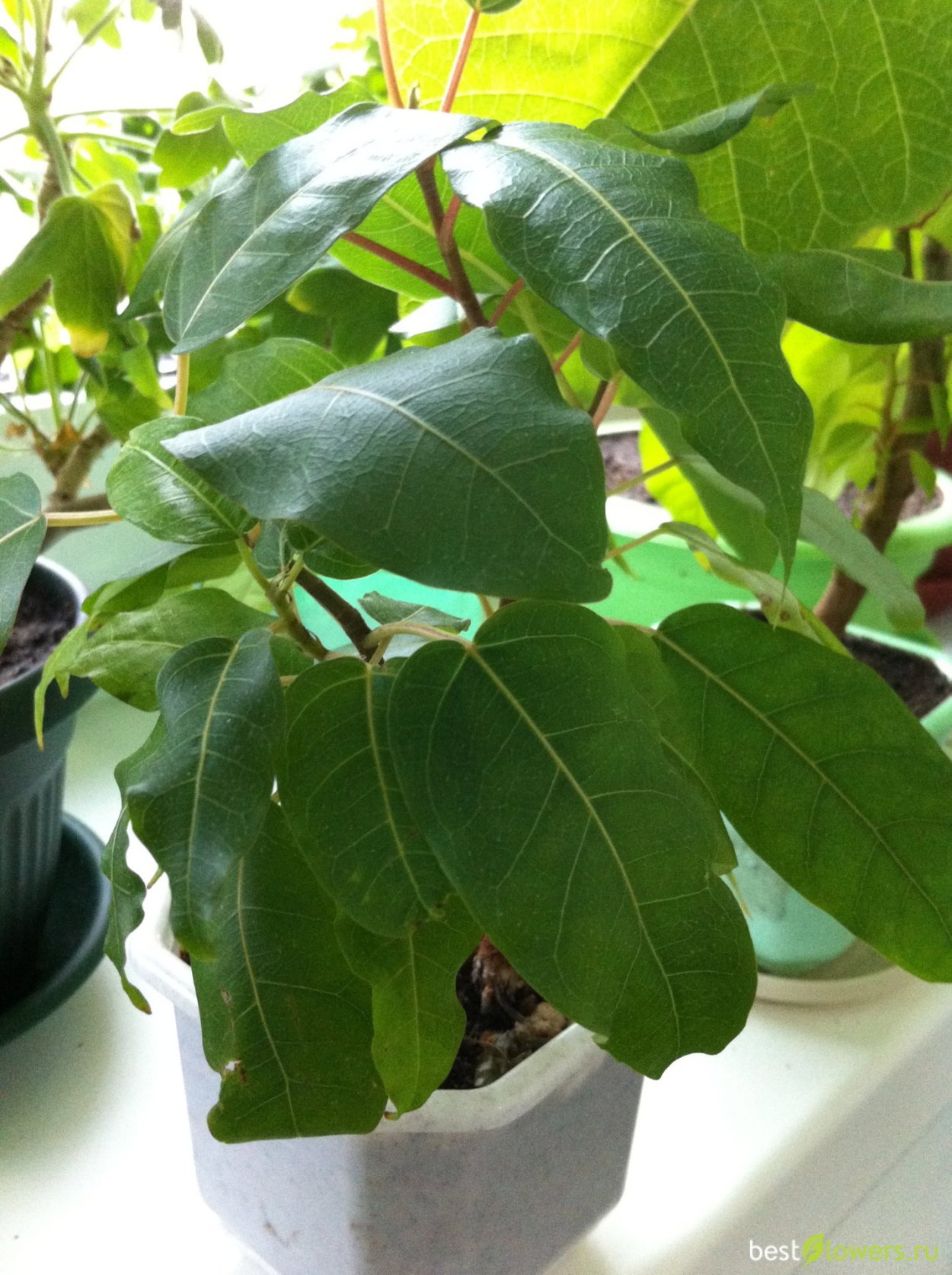 Цветы Минимализм