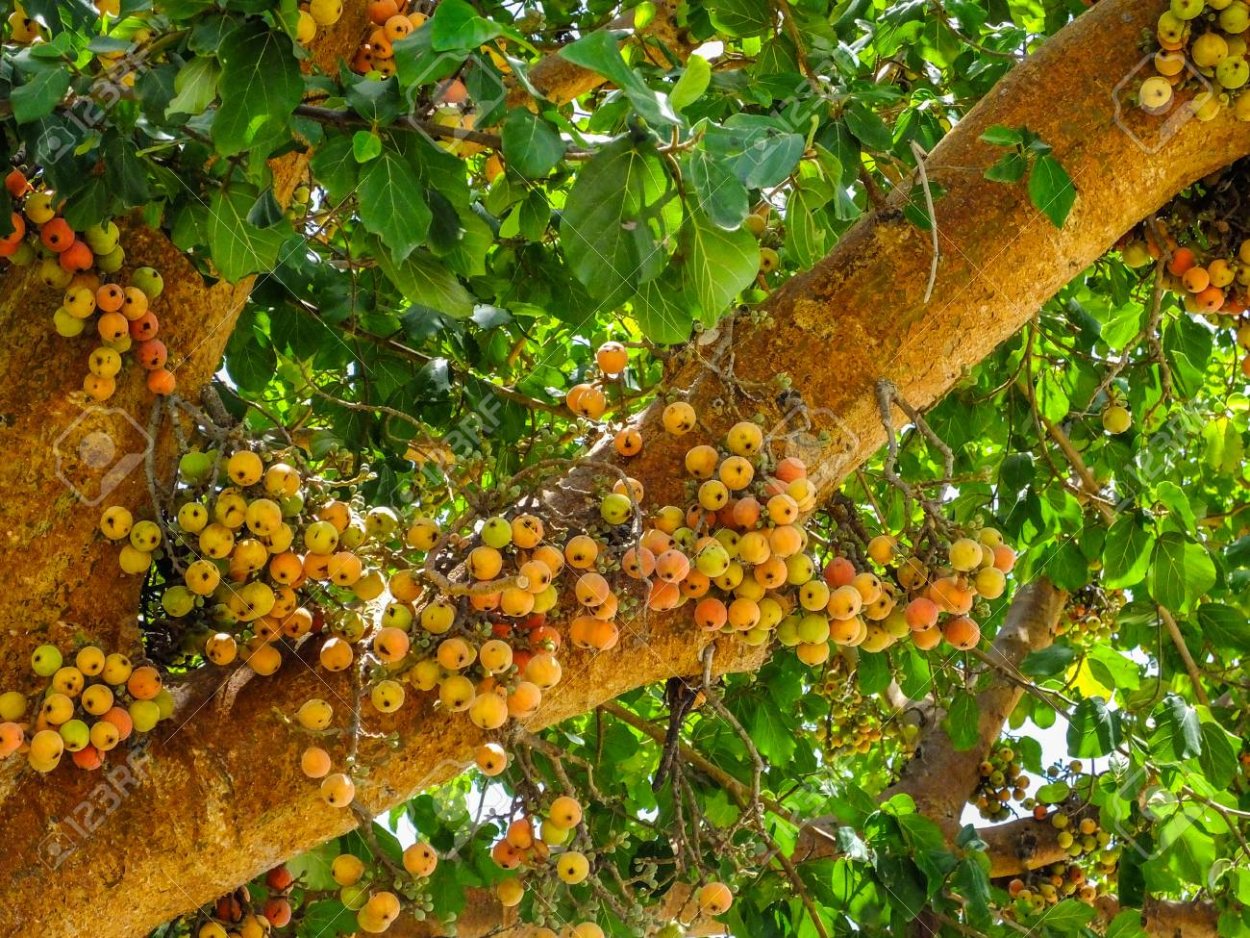 Сикомор, смоковница