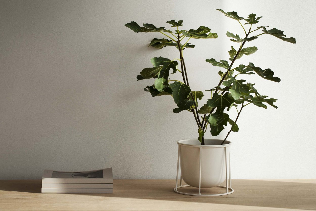 Инжир фиговое дерево