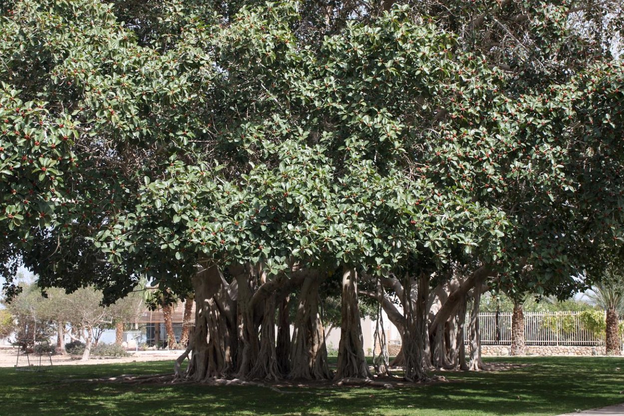 Ficus sycomorus сикомор лист