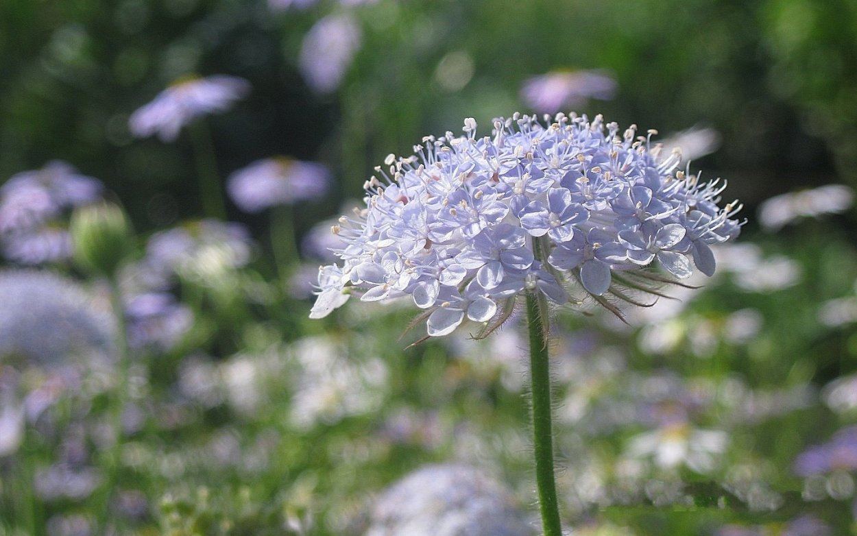 Цветы в зонтике