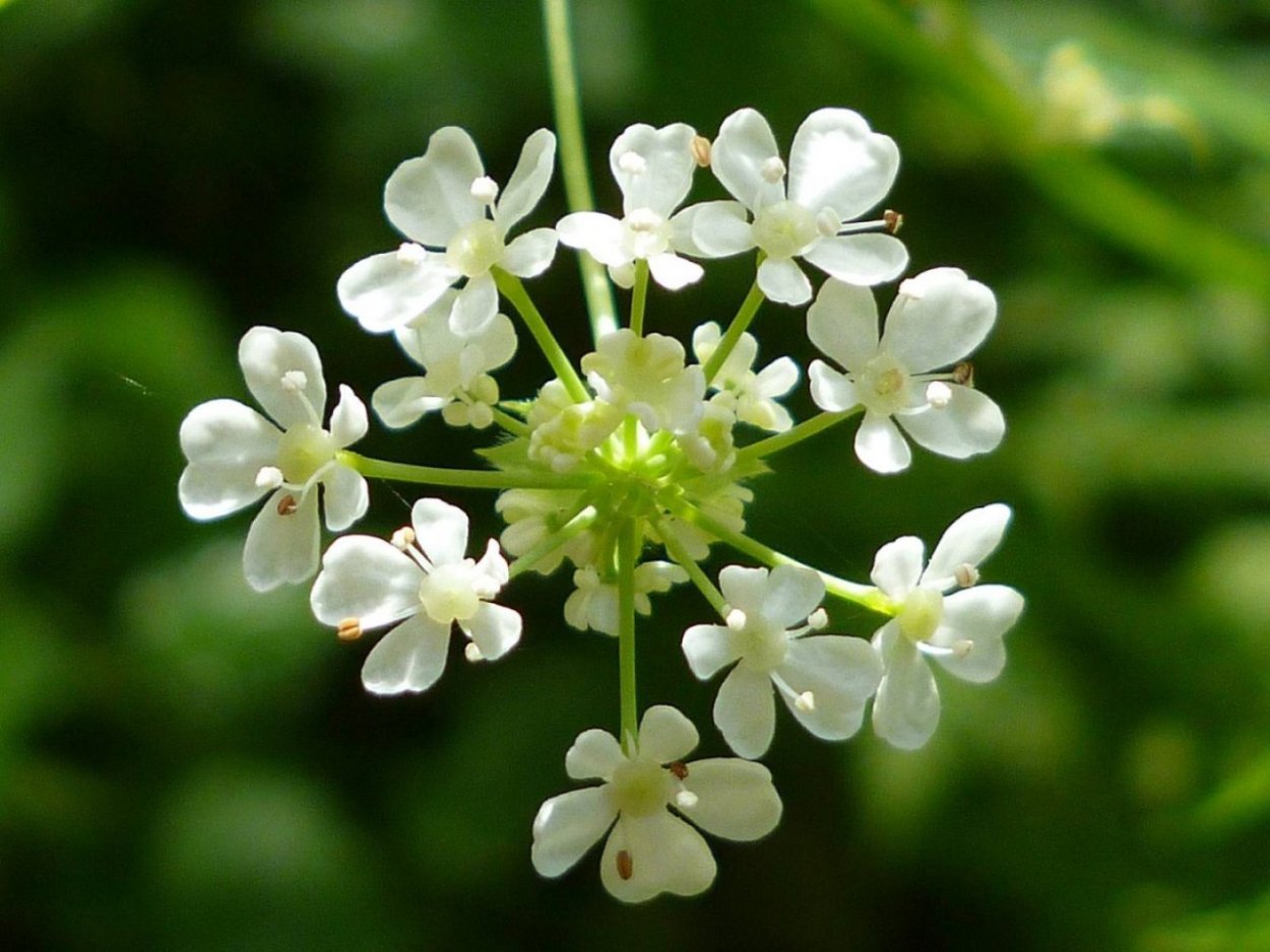 Зонтичные (Apiaceae)