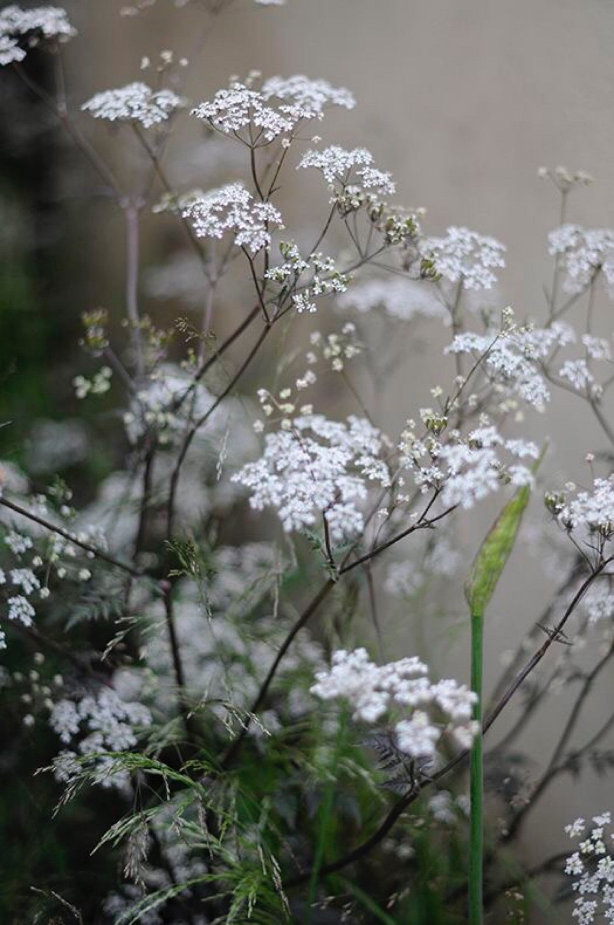 Амми (Ammi) majus Visnaga