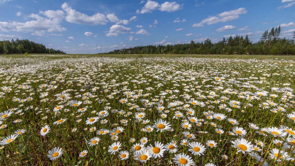 Ромашка сибирская