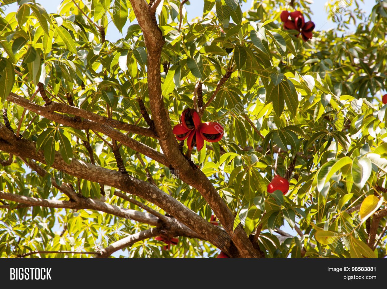 Стеркулия дерево