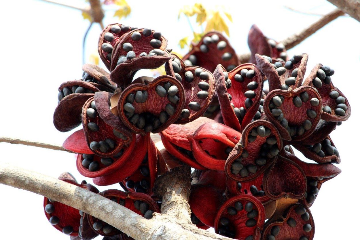 Стеркулия платанолистная