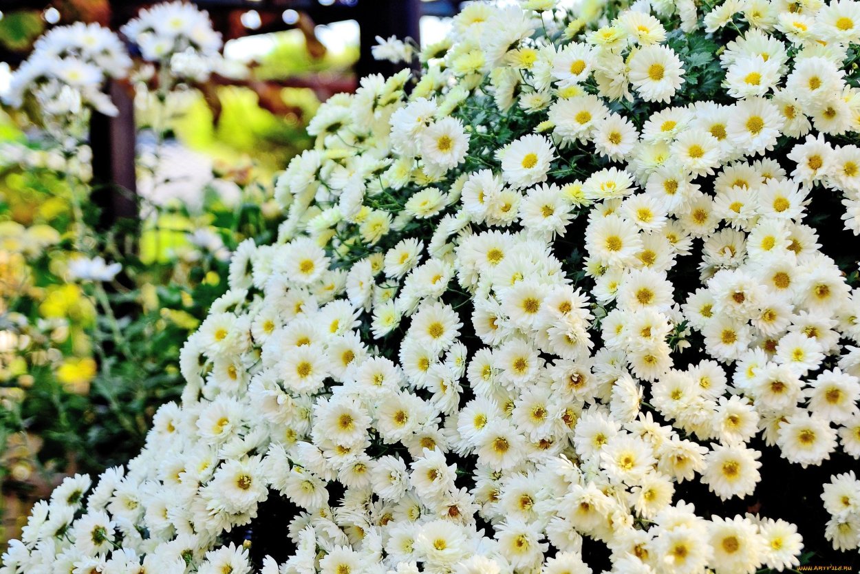 Хризантема мультифлора белая Ромашка