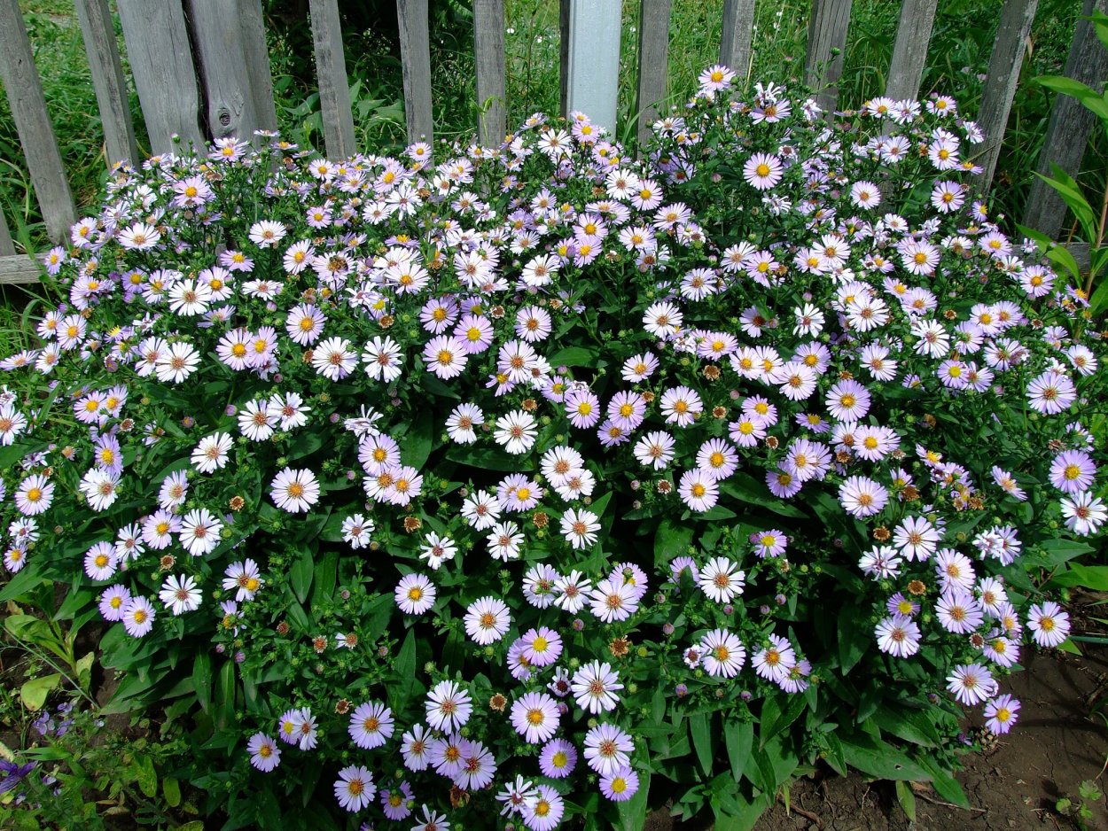 Ромашка кустовая многолетняя мелкая