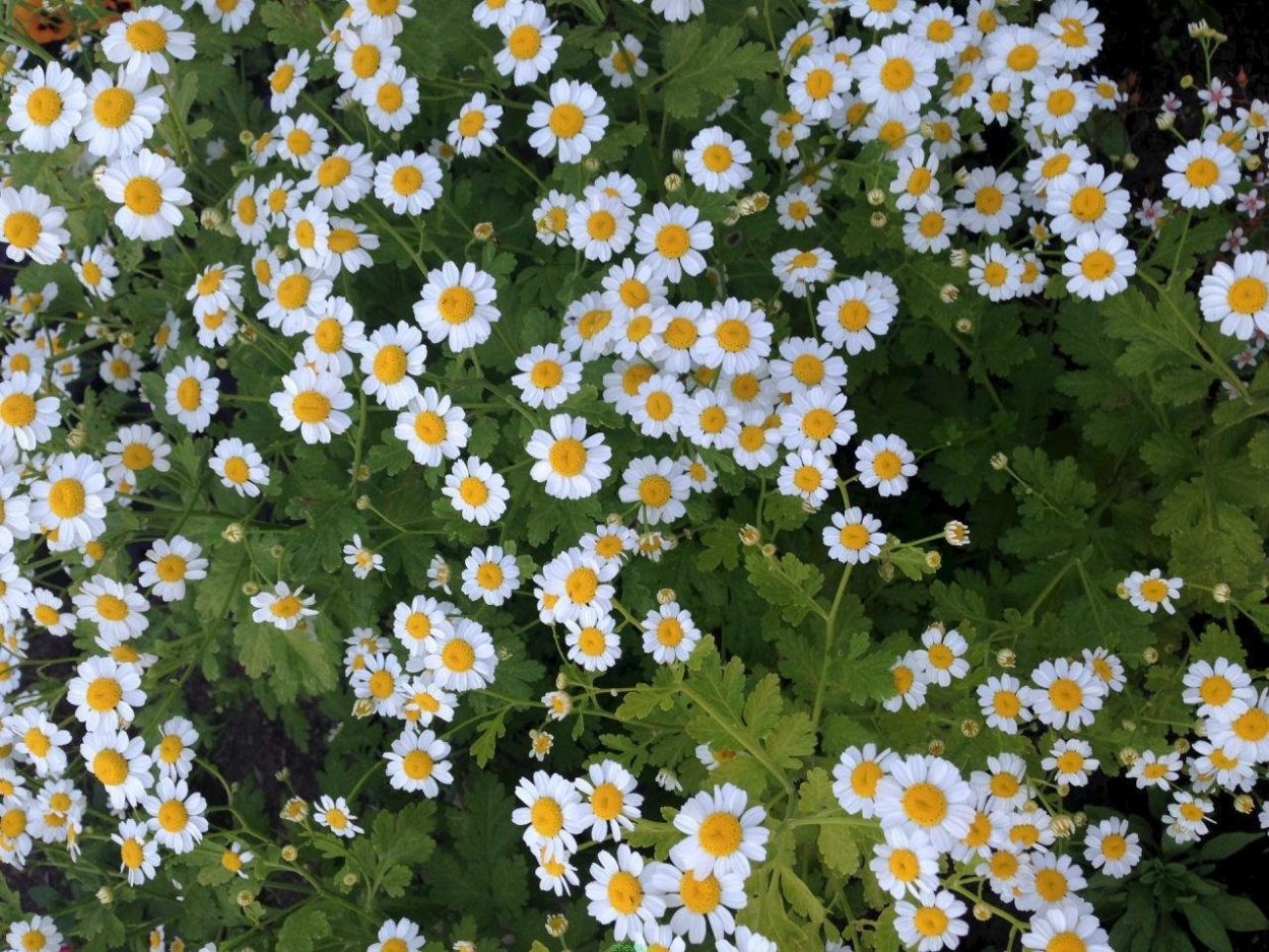 Ромашка мелкая Садовая