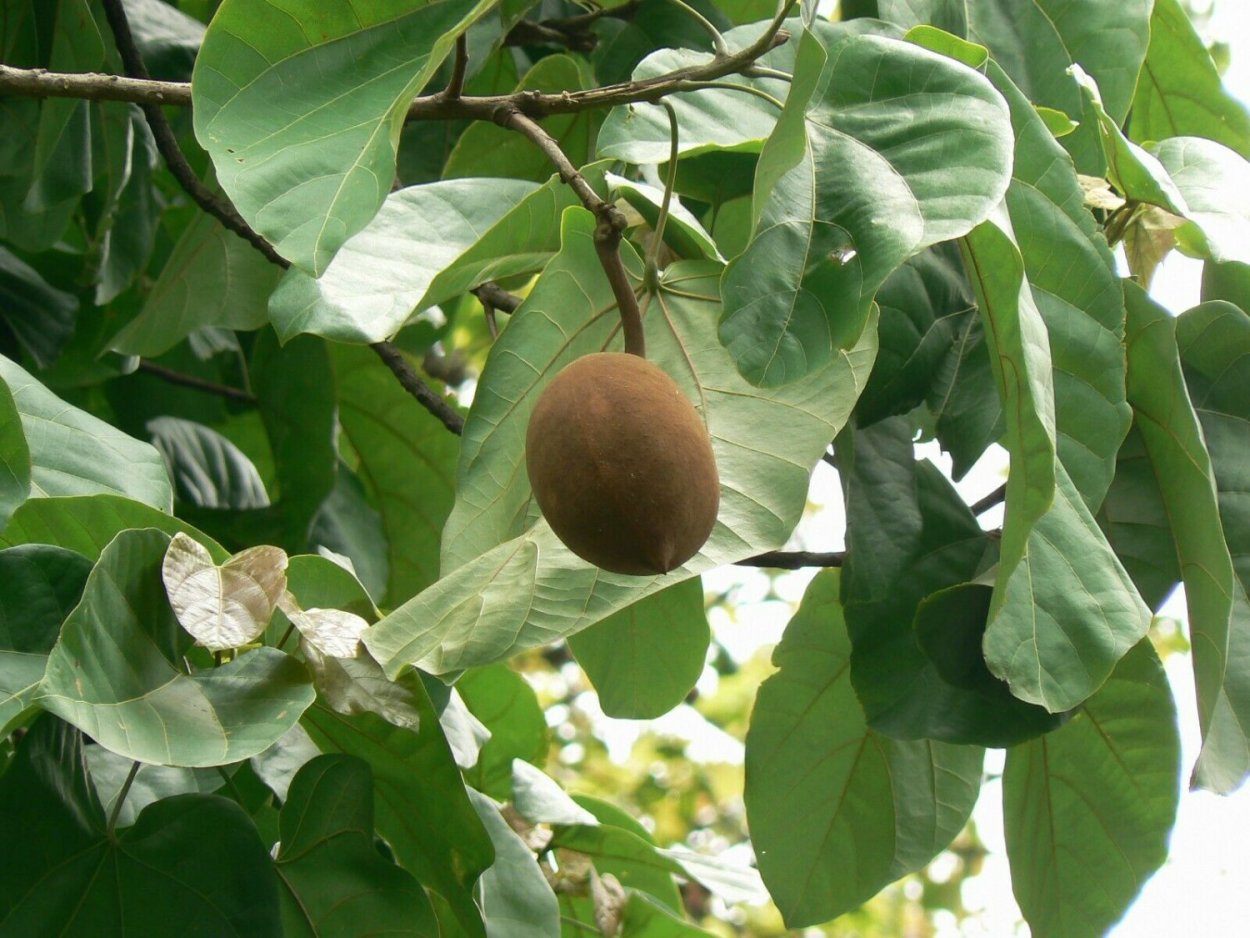 Ficus racemosa (фикус кистевидный)