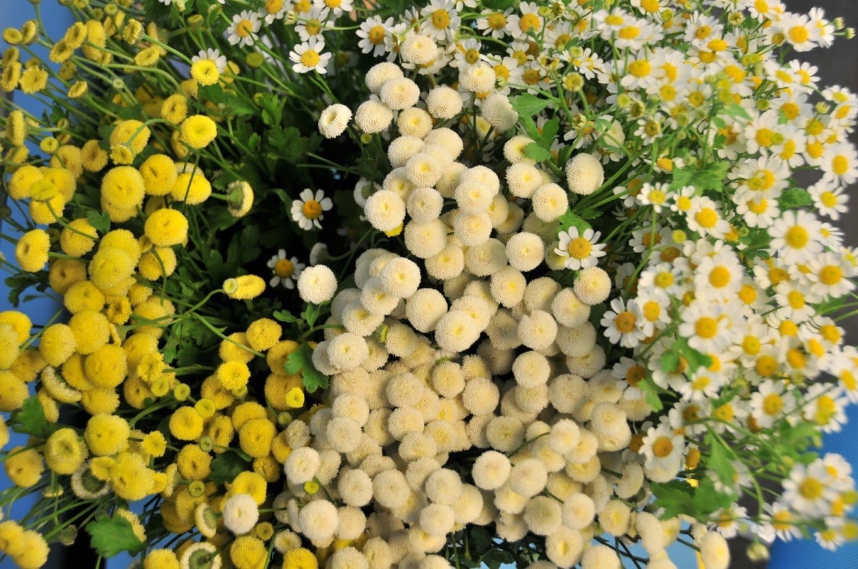 Танацетум матрикария