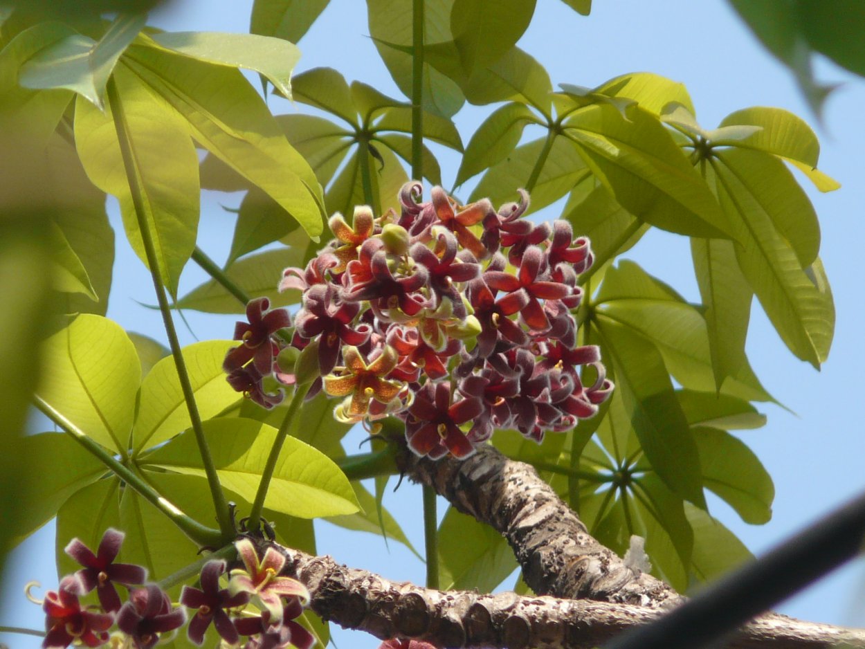Стеркулия Фетида