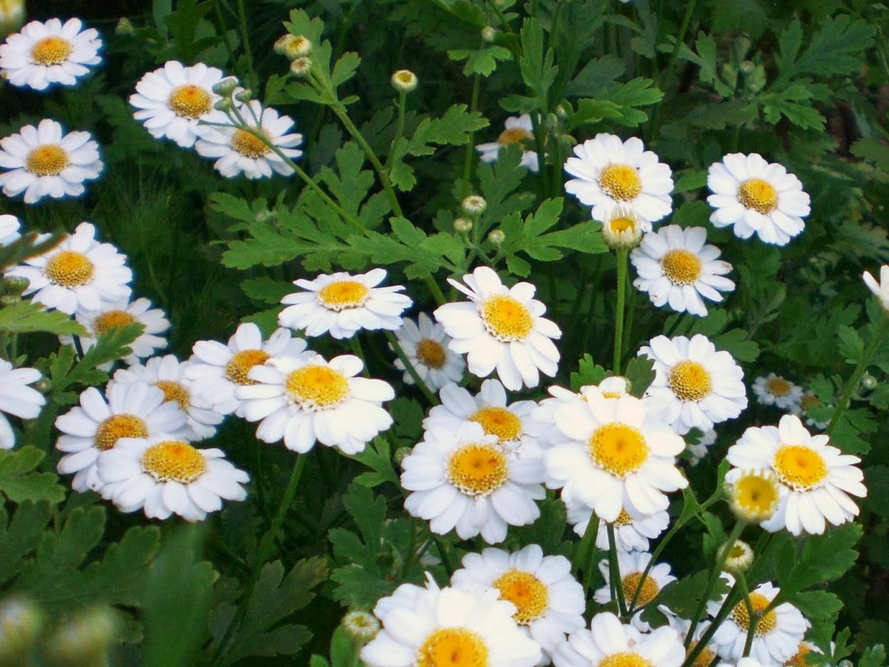 Хризантема мелкоцветковая белая Ромашка