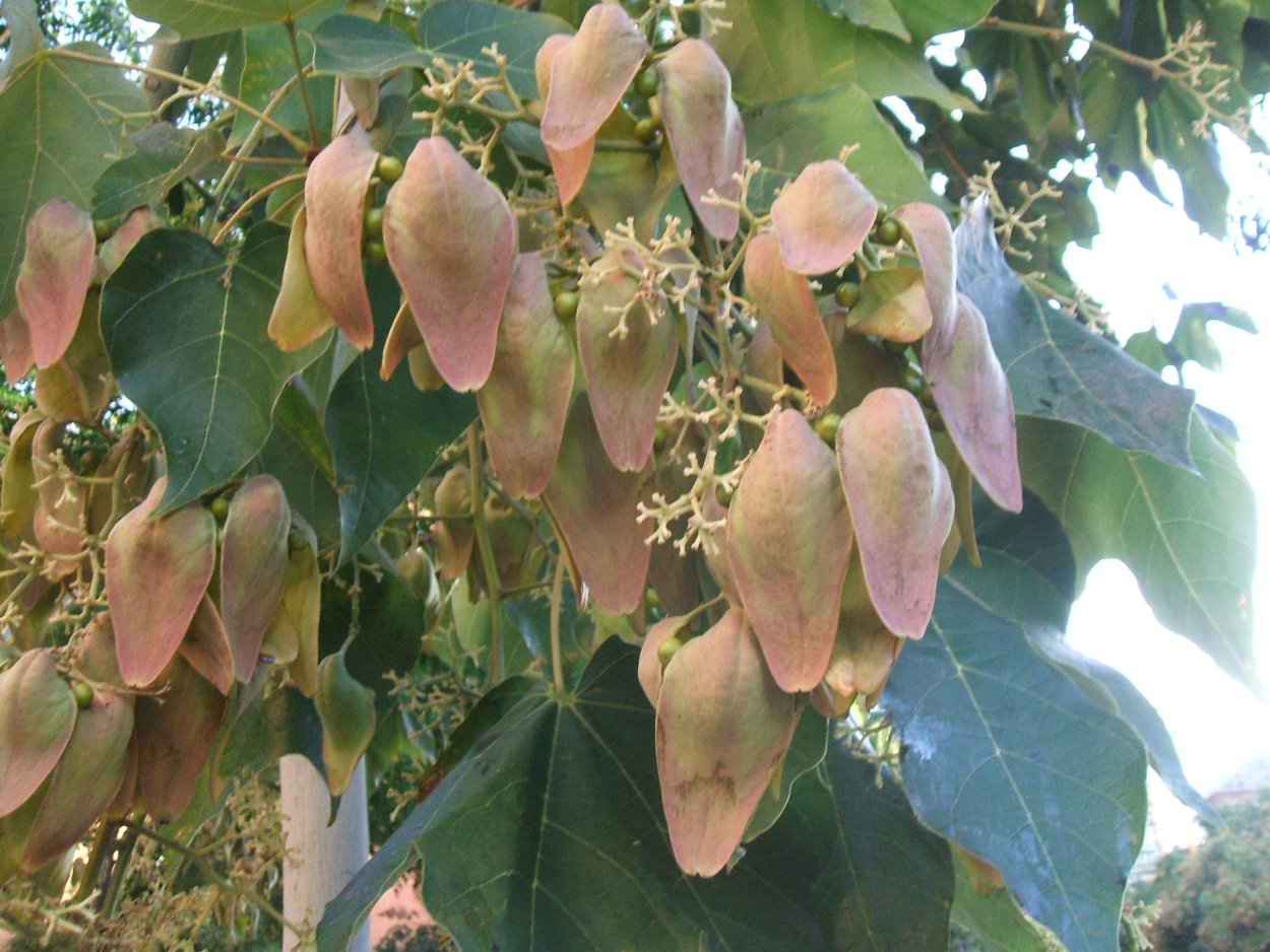 Стеркулия корни